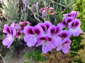 Lavender Purple Pelargonium Fancy Regal Geranium 6" Live Plant Cutting - Pelargonium x hortorum, Indoor & Outdoor Gardening