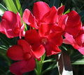 Oleander Live Cuttings 6” Red Flower Bush Shrub Nerium oleander for Garden, Patio & Hedges