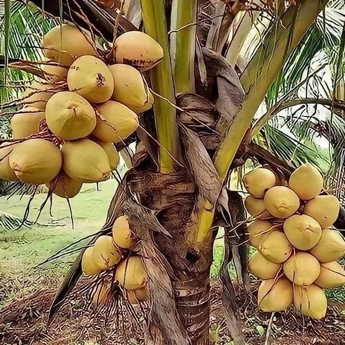 Sprouted Yellow Dwarf Coconut Tree 6–8" Live Plant Costa Rican Cocos nucifera Tropical Indoor Garden