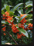 Osmanthus fragrans 'Beni Kin Mokusei' Rooted Starter Plant - Red Sweet Tea Olive, Fragrant Flowers, Drought Tolerant, Garden Shrubs