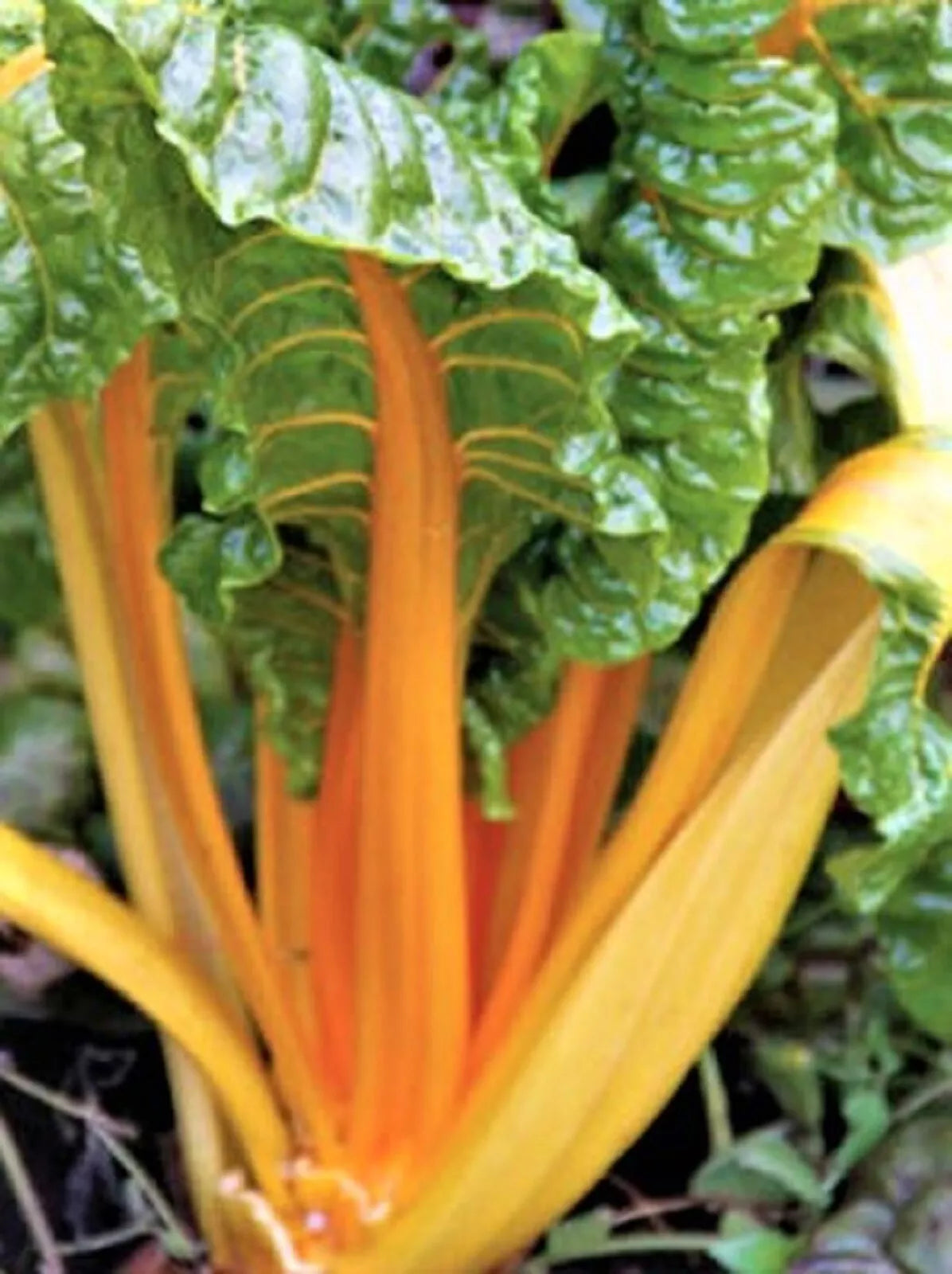 Orange Fantasia Swiss Chard Seeds - 100+ Bright Orange Stems, Beta vulgaris var. cicla, Non-GMO, Easy to Grow, for Gardens & Containers