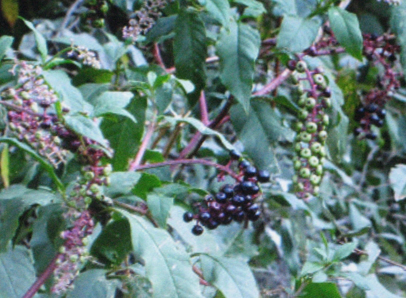 Pokeberry Plant 4-Inch Pot Edible Poke Sallet Phytolacca americana for Garden or Container Growth