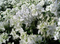 Live Rooted Bougainvillea Plant - 4 Inch Pot, Mauna Kea Variety, Colorful Tropical Blooms, Bougainvillea spectabilis