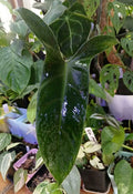 Philodendron Mexicanum Unrooted Cuttings Set of 5 – Tropical Houseplant for Propagation, Indoor Decor, Climbing or Trailing