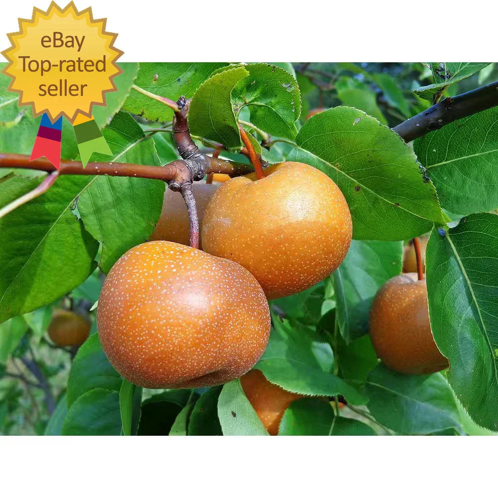 Dwarf Asian Pear Tree Bare Root Pyrus pyrifolia Fruit Tree for Small Gardens and Patios