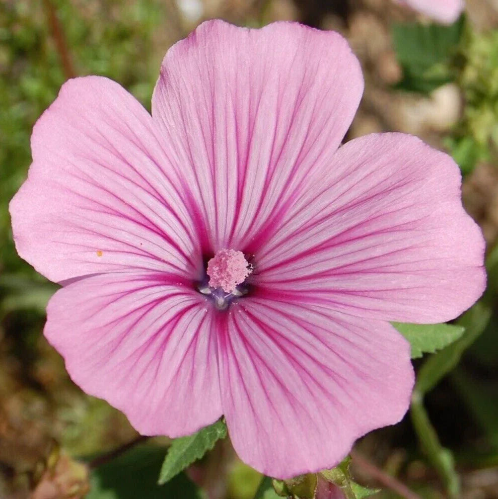 Rose Mallow Seeds – 400+ Pink Annual Flower Seeds for Garden, Wildflower, Lavatera trimestris