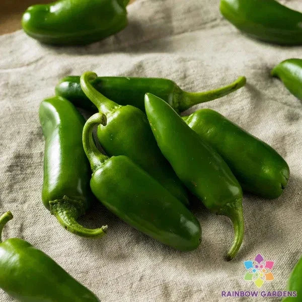 Jalapeno Hot Pepper Seeds - 25+ Pack, Capsicum annuum, Spicy Peppers for Garden & Container Planting