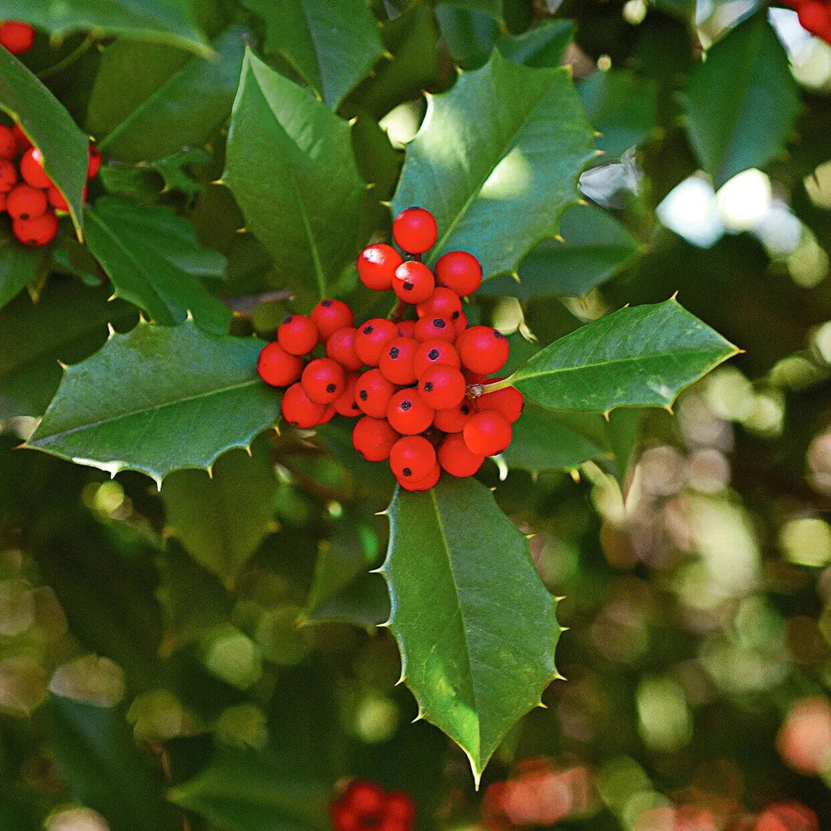 American Holly Cuttings 15+ Unrooted Organic Evergreen Tree Wildlife Attractant Fragrant Flowers Fruits Ilex opaca