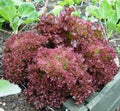 Lettuce Seeds, 25+ Red Leaf Lolla Rosa, Heirloom, Non-GMO, Crisp Dark Leaves, Lactuca sativa, Garden & Salad Greens