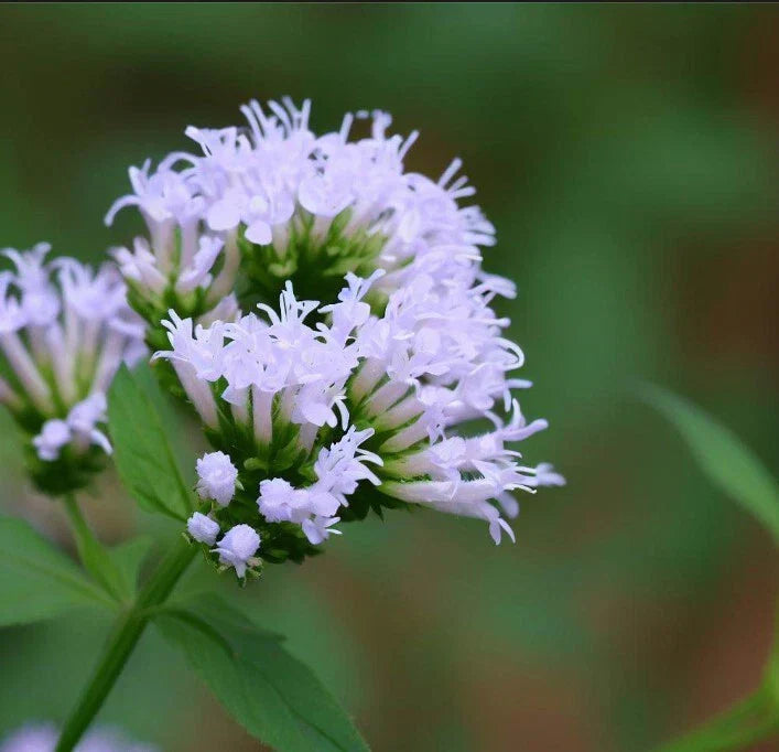 Mountain Mint Seeds, Slender Variety, Aromatic Leaves, Pycnanthemum tenuifolium, Perennial Herb for Gardens, Pollinator Attractant