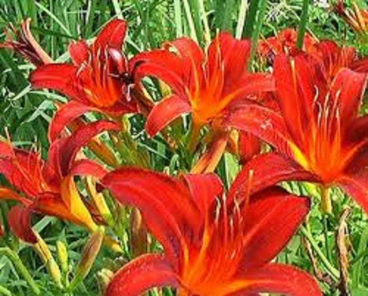 Red Giant Daylily Bare Root Plants – Hemerocallis 'Red Giant' – Vibrant Red Blooms, Drought Tolerant, Full Sun, 3 Plants