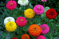 Lilliput Zinnia Seeds Mix - Non-GMO, Colorful Varieties, Zinnia elegans Garden Flower Seeds, Compact, Full Sun