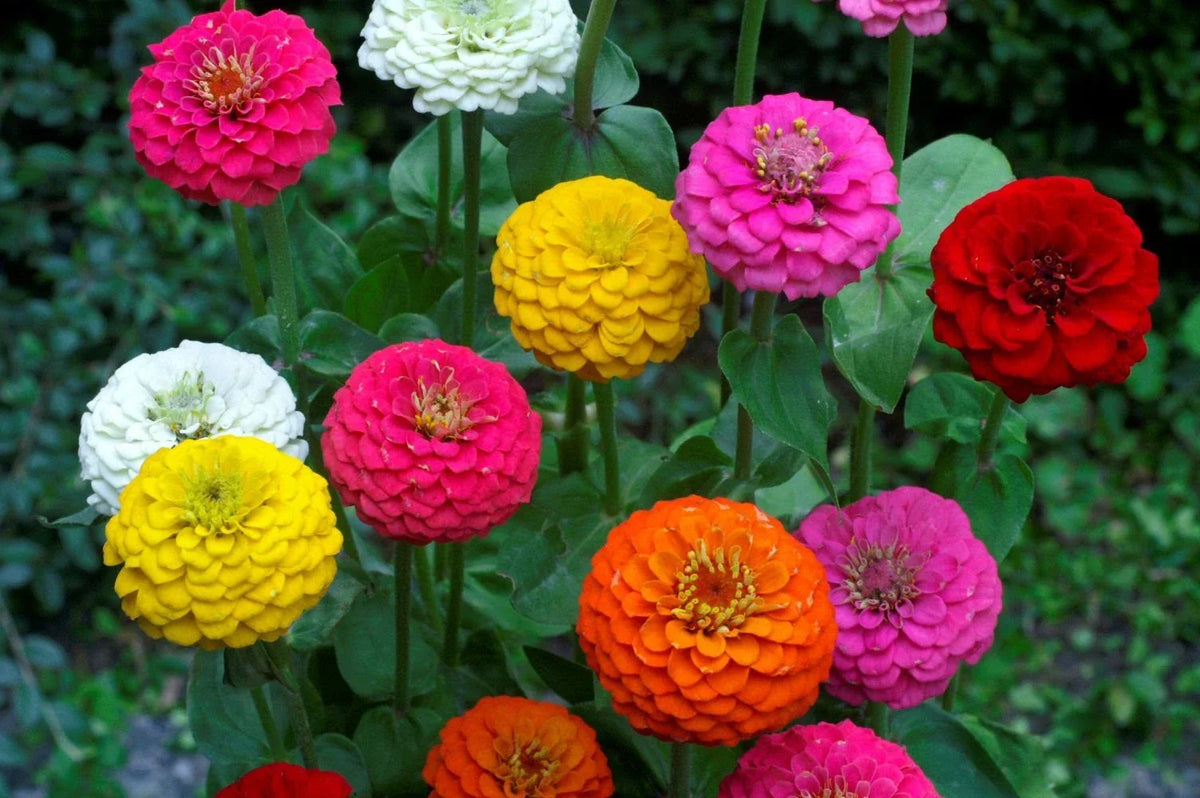 Lilliput Zinnia Seeds Mix - Non-GMO, Colorful Varieties, Zinnia elegans Garden Flower Seeds, Compact, Full Sun
