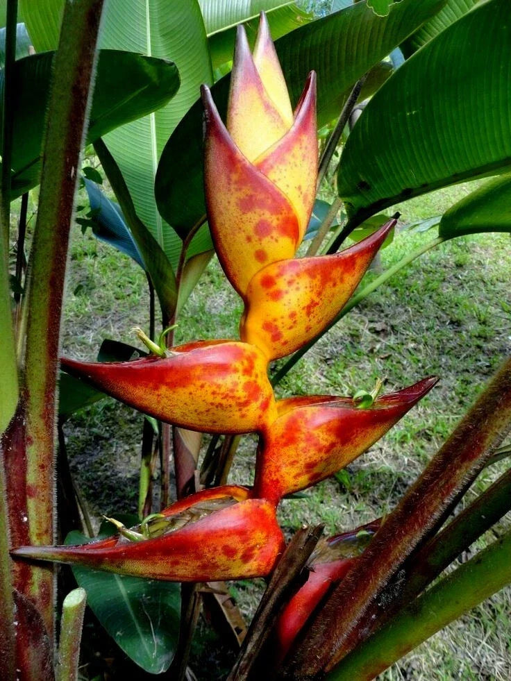 Heliconia Seeds – 10 SPLASH Lobster Claw Flower Seeds – Rare Tropical Plant – Heliconia champneiana