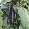 Shikou Eggplant Seeds - Organic Solanum melongena Variety for Home Gardening, 20 Seeds