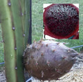 Rare Organic Black Afrikanis Dragon Fruit Cuttings – 2 Live Rooted Pitaya Plants, Hylocereus megalanthus, Exotic Fruit, Home Garden