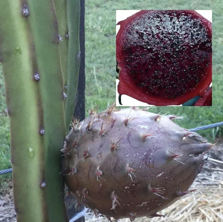 Rare Organic Black Afrikanis Dragon Fruit Cuttings – 2 Live Rooted Pitaya Plants, Hylocereus megalanthus, Exotic Fruit, Home Garden