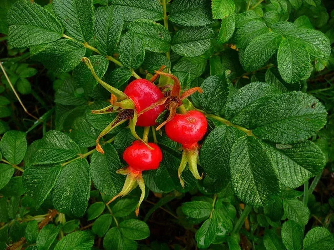 Sea Tomato Seeds - Rosa Rugosa Variety, Organic Heirloom Vegetable Seeds, Full Sun, 30 Seeds for Planting, Solanum lycopersicum