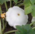 Organic Early White Scallop Patty Pan Squash Seeds – Heirloom, Non-GMO, 20 Pack Cucurbita pepo