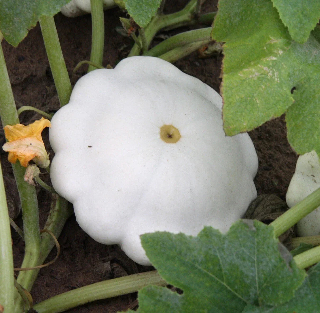 Organic Early White Scallop Patty Pan Squash Seeds – Heirloom, Non-GMO, 20 Pack Cucurbita pepo