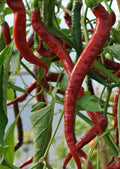 Red Cayenne Pepper Seeds - 50+ Long Thin Spicy Capsicum annuum for Cooking & Gardening