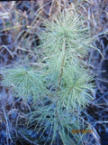 White Pine Seedlings 6-10 Inch Bare Root Transplants Pinus strobus for Reforestation & Garden
