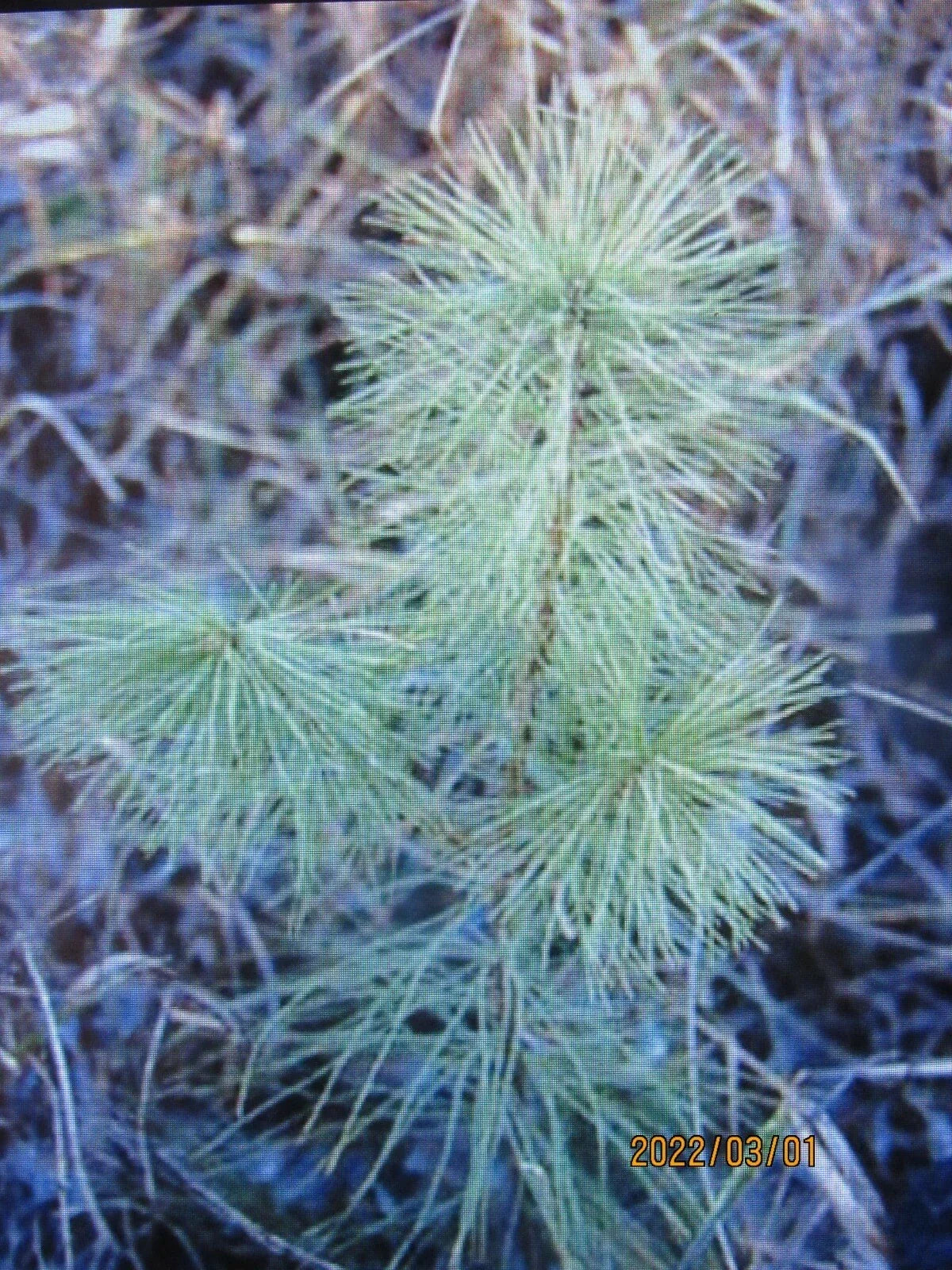 White Pine Seedlings 6-10 Inch Bare Root Transplants Pinus strobus for Reforestation & Garden