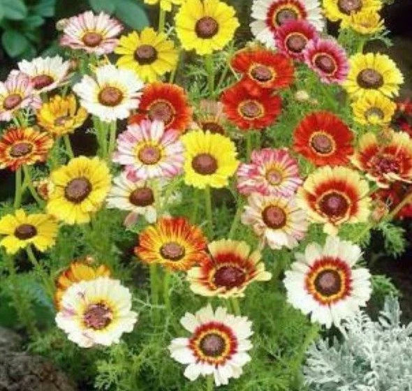 Chrysanthemum Seeds Mix - Painted Daisy Variety in White, Purple, Red, Yellow - Garden, Patio, Cut Flower