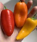 Lunchbox Sweet Snacking Pepper Seeds - Organic Non-GMO Heirloom Capsicum annuum, Red, Orange, Yellow Varieties