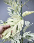 Epipremnum Pinnatum Marble Cutting - Rare Marble Pothos Indoor Houseplant Cutting