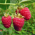 Giant Sweet Tulameen Raspberry Seeds – Rubus idaeus – 25 Medicinal, Antioxidant-Rich, Fiber-Rich Perennial Plant Seeds