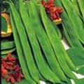 Top Crop Bush Bean Seeds – Heirloom Phaseolus vulgaris, Compact Annual Vegetable, High Yield, Great Flavor, 20+ Seeds