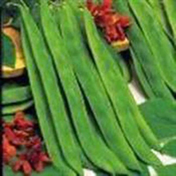 Top Crop Bush Bean Seeds – Heirloom Phaseolus vulgaris, Compact Annual Vegetable, High Yield, Great Flavor, 20+ Seeds