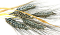 Einkorn Wheat Seeds - 1000+ Heirloom Organic Non-GMO for Planting - Triticum monococcum Ancient Grain