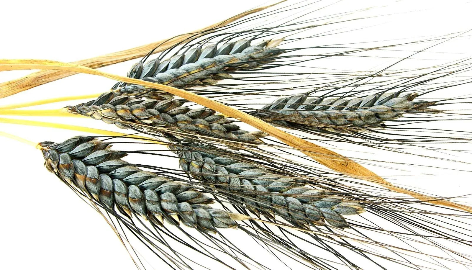 Einkorn Wheat Seeds - 1000+ Heirloom Organic Non-GMO for Planting - Triticum monococcum Ancient Grain
