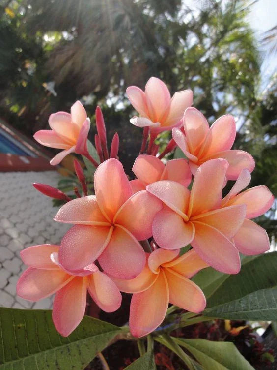 Light Pink Orange Plumeria Seeds - Tropical Frangipani Flower Seeds for Gardens & Pots - Plumeria rubra (5 Seeds)