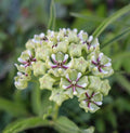 Milkweed Seeds - 30 Non-GMO Asclepias incarnata for Monarch Butterflies, Heat Tolerant Texas Native Plant