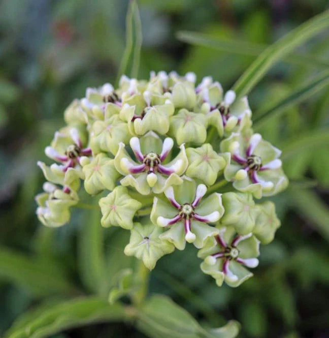 Milkweed Seeds - 30 Non-GMO Asclepias incarnata for Monarch Butterflies, Heat Tolerant Texas Native Plant