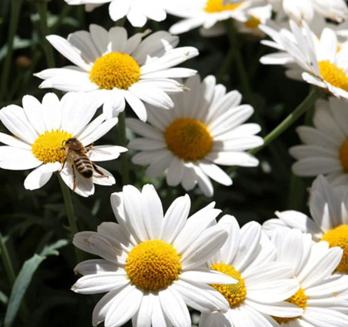 Ox Eye Daisy Flower Seeds - Perennial, 500+ Seeds, Leucanthemum vulgare, Pollinator-Friendly Garden Seeds