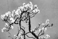 Cherry Tree Bonsai Seeds - 20 Seeds for Planting - Prunus serrulata - Indoor & Outdoor Gardening