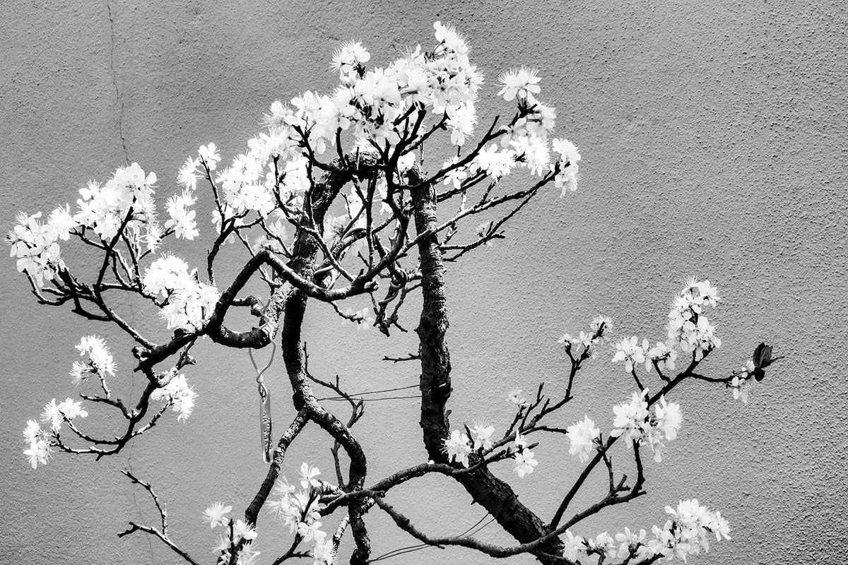 Cherry Tree Bonsai Seeds - 20 Seeds for Planting - Prunus serrulata - Indoor & Outdoor Gardening