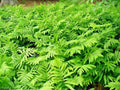 Sensitive Fern Live Plants - Woodland Native, Fully Rooted, Deer-Proof, Onoclea sensibilis, 3-10 Inches