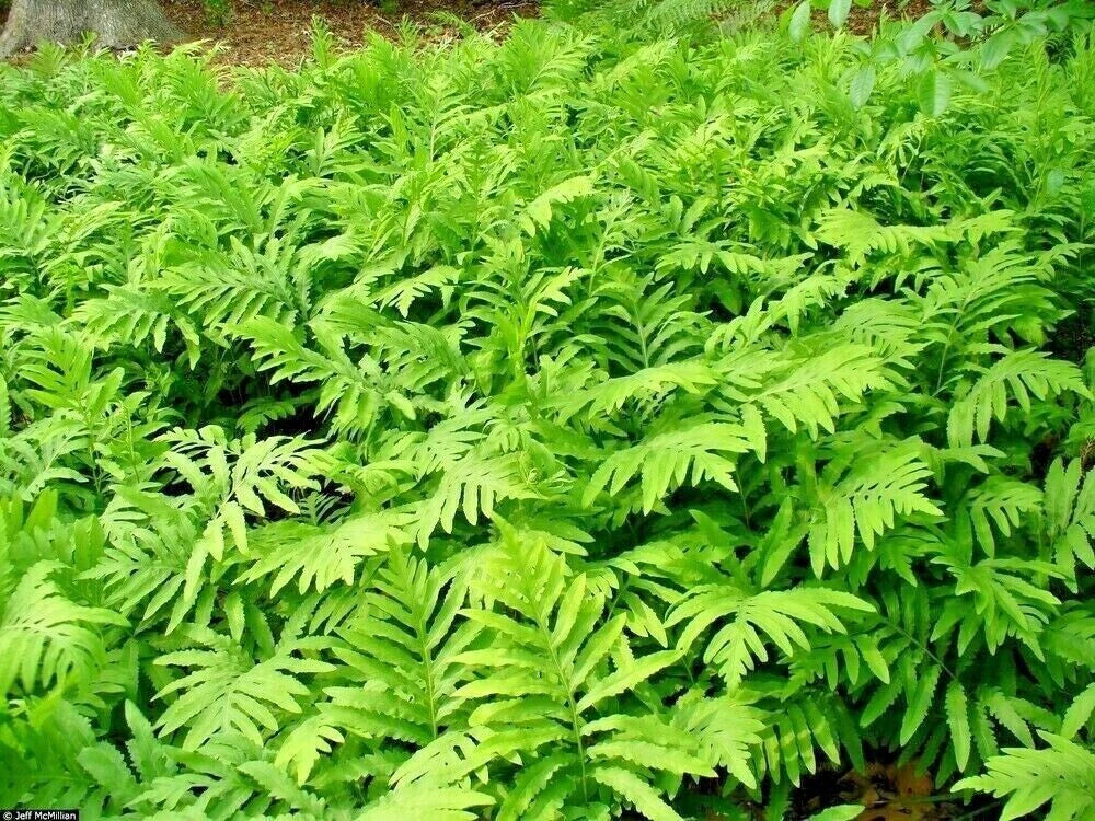 Sensitive Fern Live Plants - Woodland Native, Fully Rooted, Deer-Proof, Onoclea sensibilis, 3-10 Inches