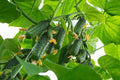 Boston Pickling Cucumber Seeds - Heirloom Cucumis sativus for Pickling, 50+ Seeds, Vining, Non-GMO, Home Garden, Container Growing