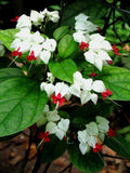 White Red Bleeding Heart Seeds - Perennial Flower Seeds for Shade Gardens - Dicentra spectabilis - 25 Seeds