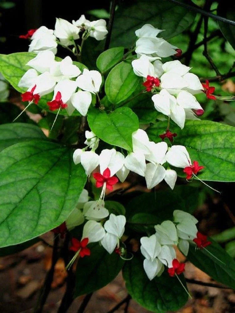 White Red Bleeding Heart Seeds - Perennial Flower Seeds for Shade Gardens - Dicentra spectabilis - 25 Seeds
