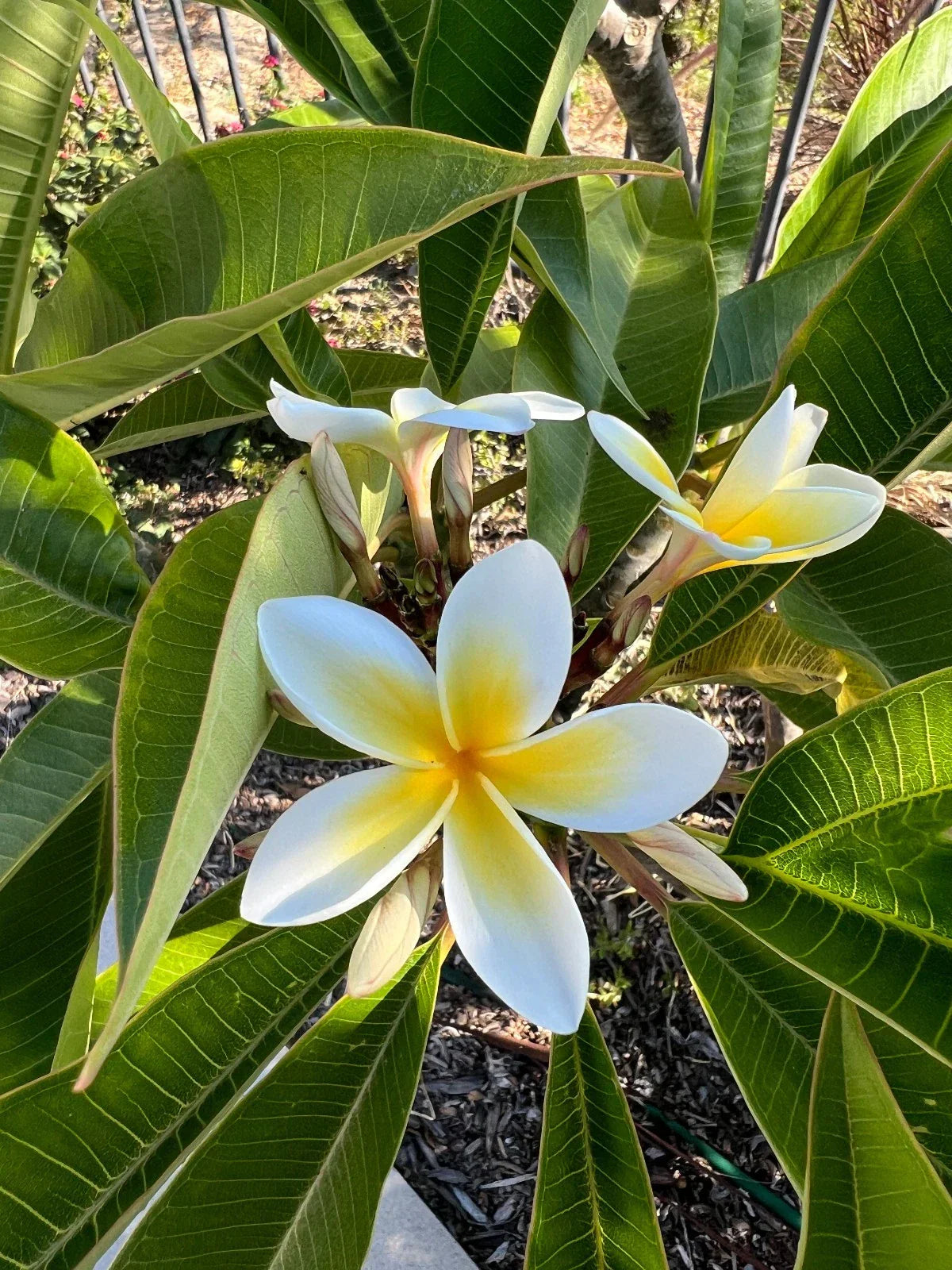 Well-Rooted Plumeria Plant with White and Yellow Blooms - 3 Branches, 9-12 Inches