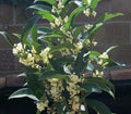 Fragrant Tea Olive Starter Plant - Well-Rooted Osmanthus fragrans var. thunbergii in 4-inch Pot for Gardens and Landscaping