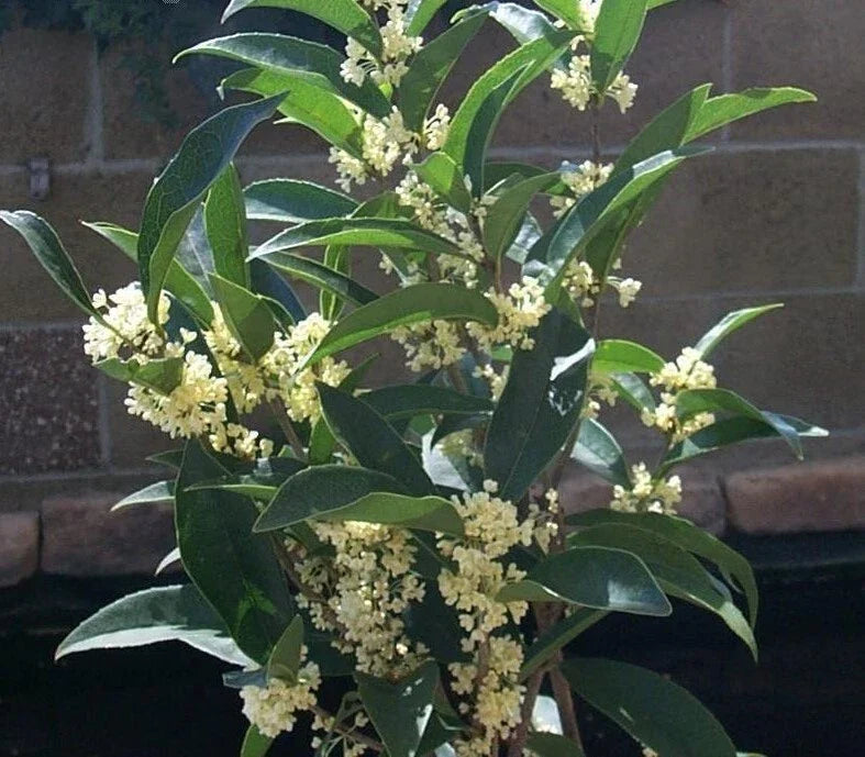 Fragrant Tea Olive Starter Plant - Well-Rooted Osmanthus fragrans var. thunbergii in 4-inch Pot for Gardens and Landscaping