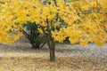 Thornless Honeylocust Tree Seeds - Gleditsia triacanthos inermis - Drought Tolerant, Fast Growing, Urban Landscaping, 10 Pack